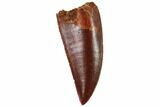Serrated, Raptor Tooth - Huge, Top Quality Specimen #101807-1